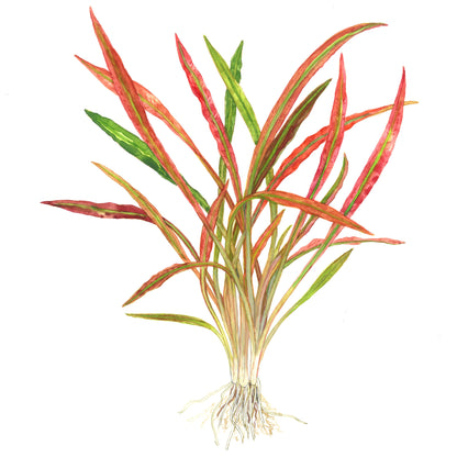 Cryptocoryne spiralis 'Red' Tropica