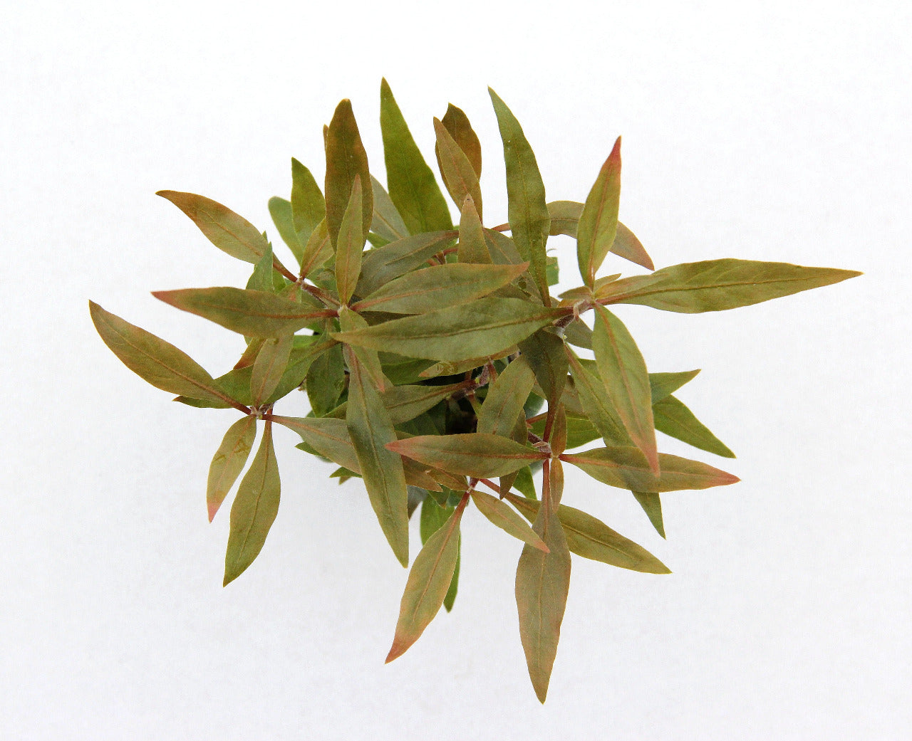 Alternanthera reineckii AQUADIP
