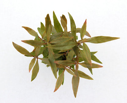 Alternanthera reineckii AQUADIP