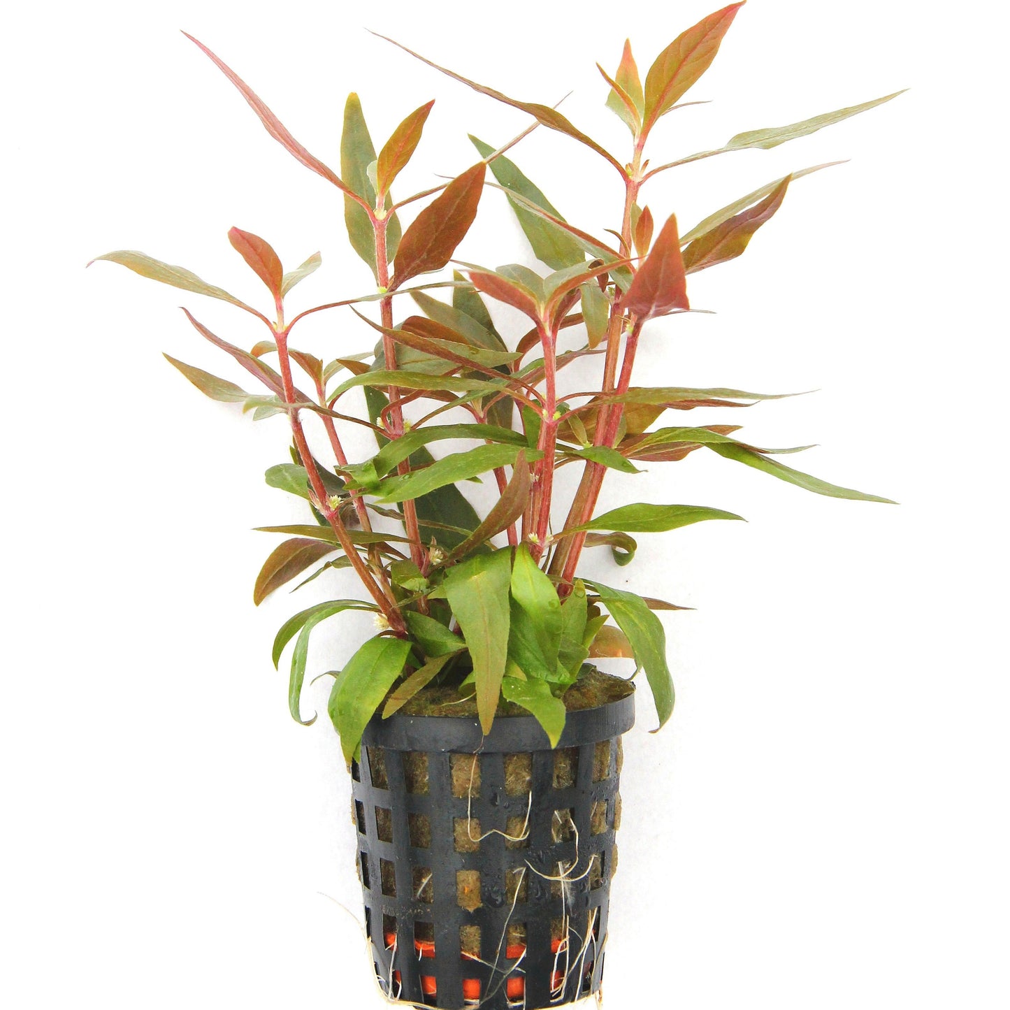 Alternanthera reineckii AQUADIP