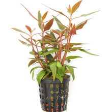 Alternanthera reineckii AQUADIP