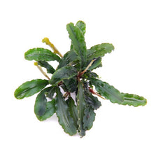 Bucephalandra Sintang AQUADIP