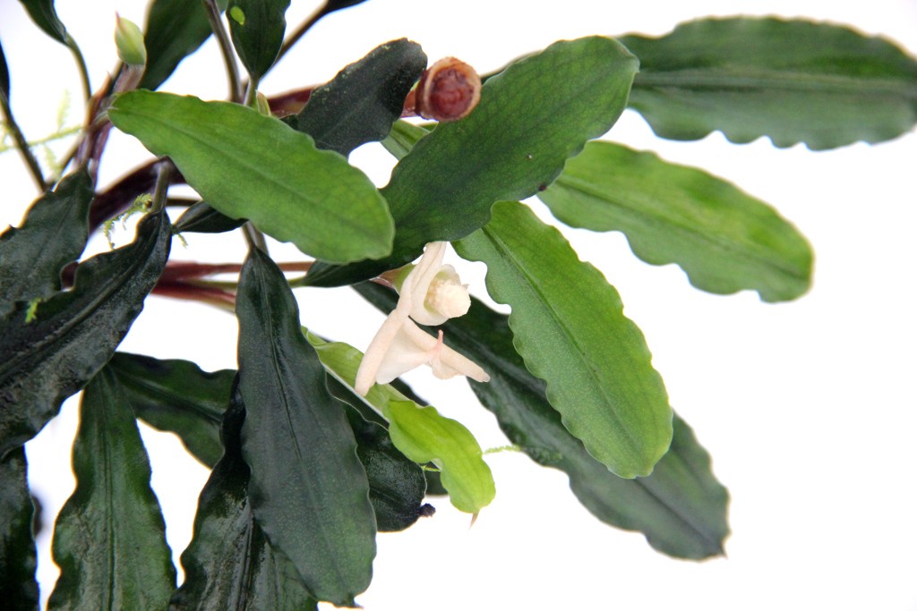 Bucephalandra Sintang AQUADIP