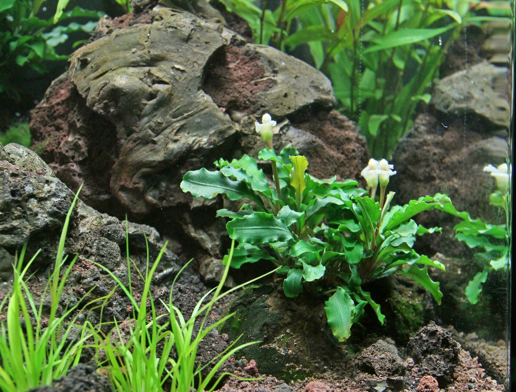 Bucephalandra Sintang AQUADIP
