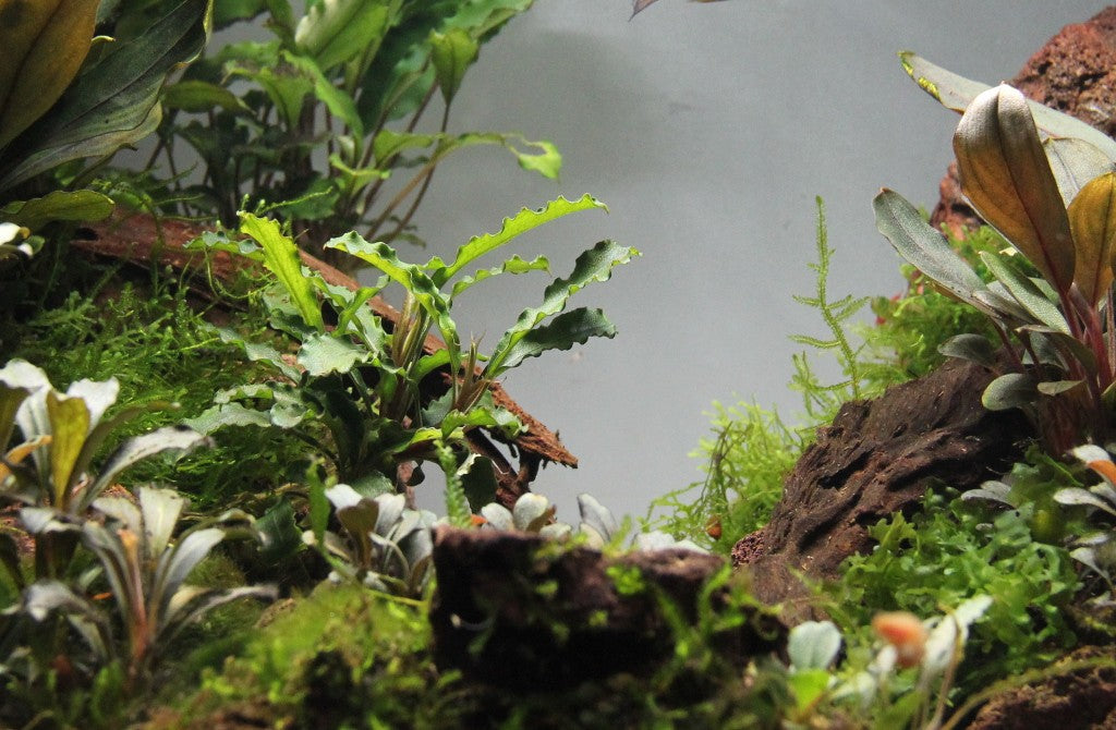 Bucephalandra Sintang AQUADIP