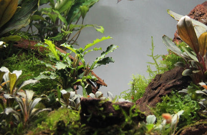 Bucephalandra Sintang AQUADIP