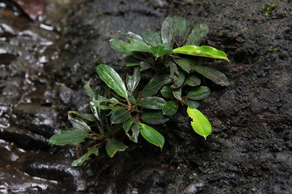 Bucephalandra caterina AQUADIP