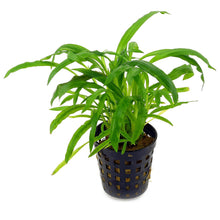 Cryptocoryne costata AQUADIP