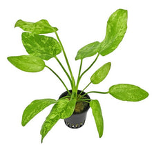 Echinodorus cordifolius "Marble Queen" AQUADIP