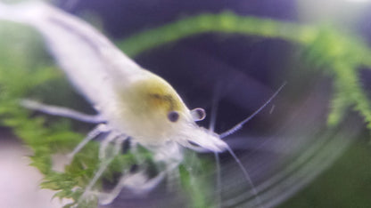Snowball / White Pearl Shrimp