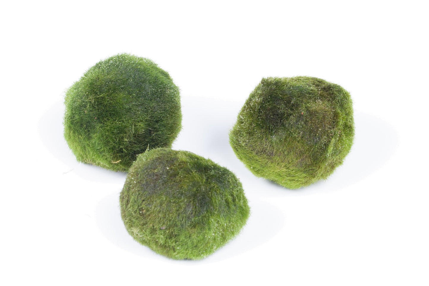 Cladophora SS Moss Balls 6 pcs Aquafleur