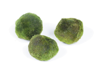 Cladophora SS Moss Balls 6 pcs Aquafleur