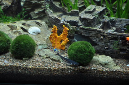 Cladophora SS Moss Balls 6 pcs Aquafleur
