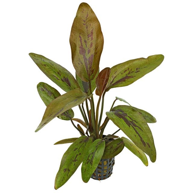 Echinodorus atlandsberg AQUADIP