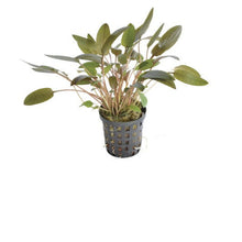 Cryptocoryne Mix AQUADIP
