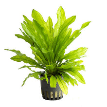 Echinodorus major Martii AQUADIP