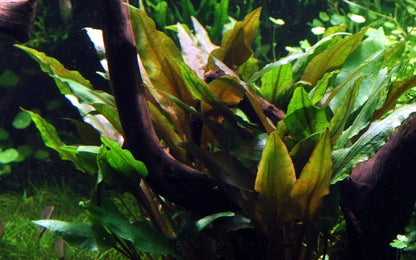 Cryptocoryne undulatus AQUADIP