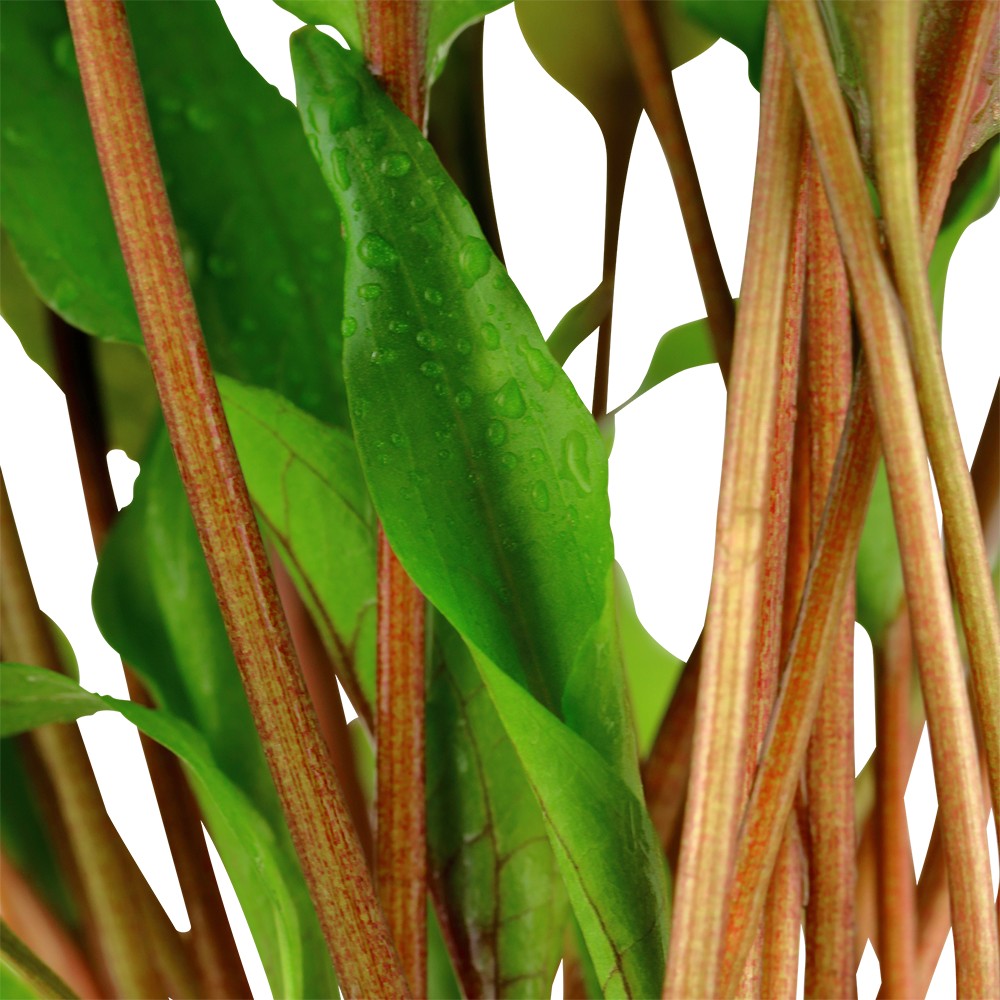 Cryptocoryne undulatus AQUADIP