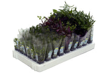Lucky Dip Aquarium Plant B-Quality