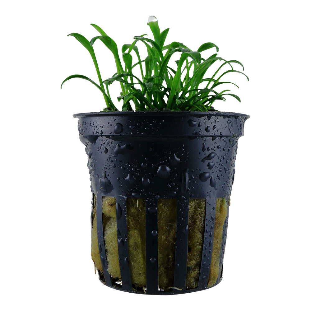 Cryptocoryne parva AQUADIP