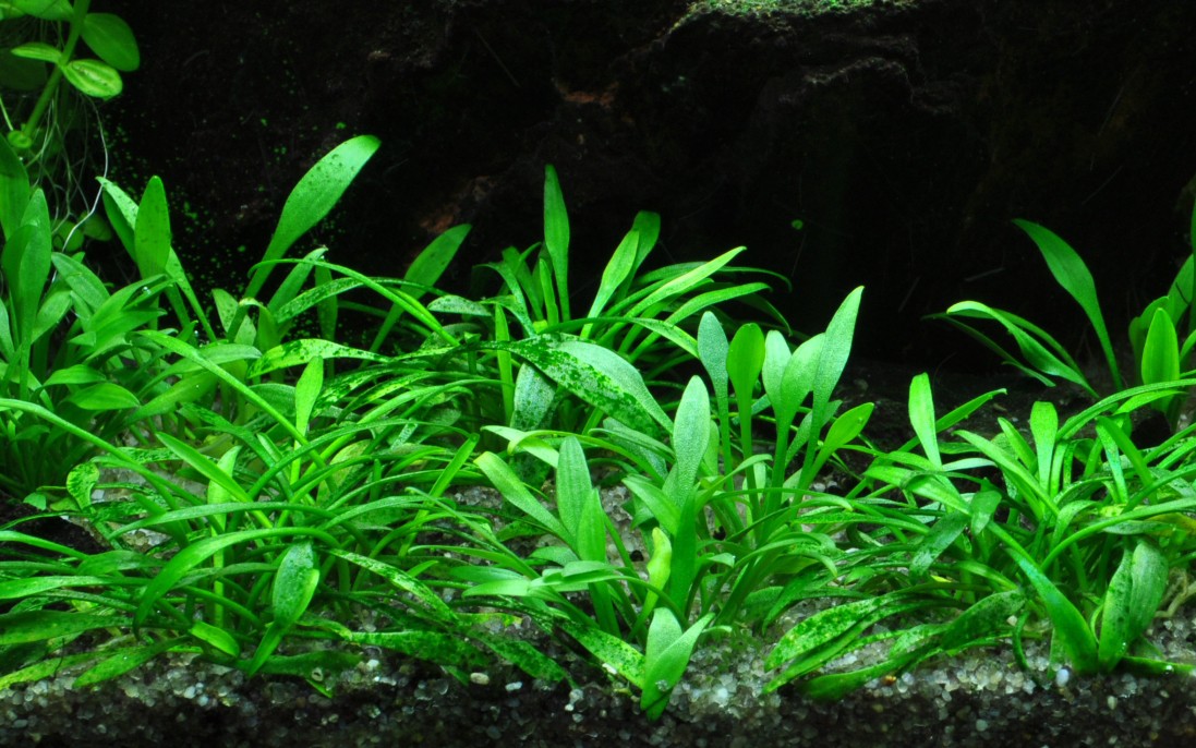 Cryptocoryne parva AQUADIP