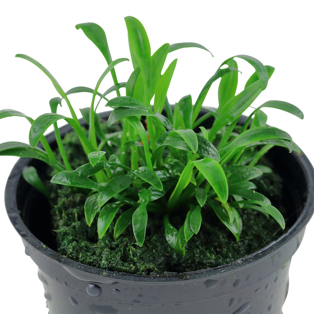 Cryptocoryne parva AQUADIP