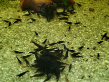 Black Chocolate Shrimp