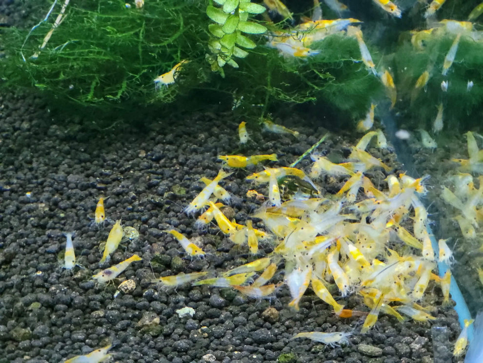 Orange Rili Shrimp for Aquariums – Pro Shrimp