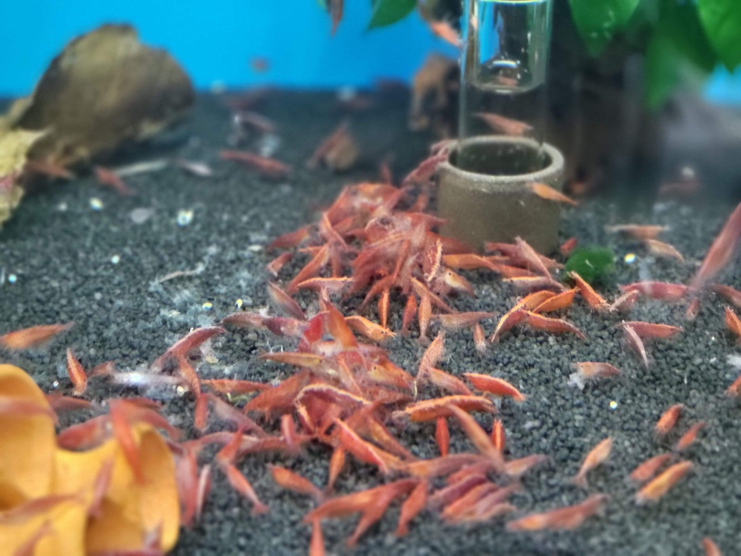Red Fire Shrimp