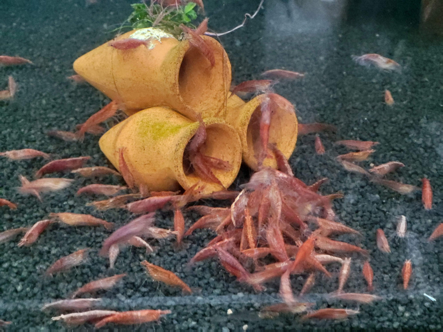 Red Fire Shrimp