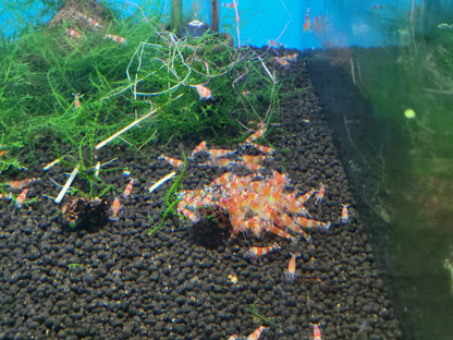 Crystal Red Shrimp