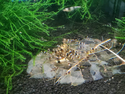 Crystal Black Shrimp