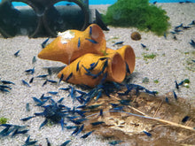 Blue Dream Shrimp