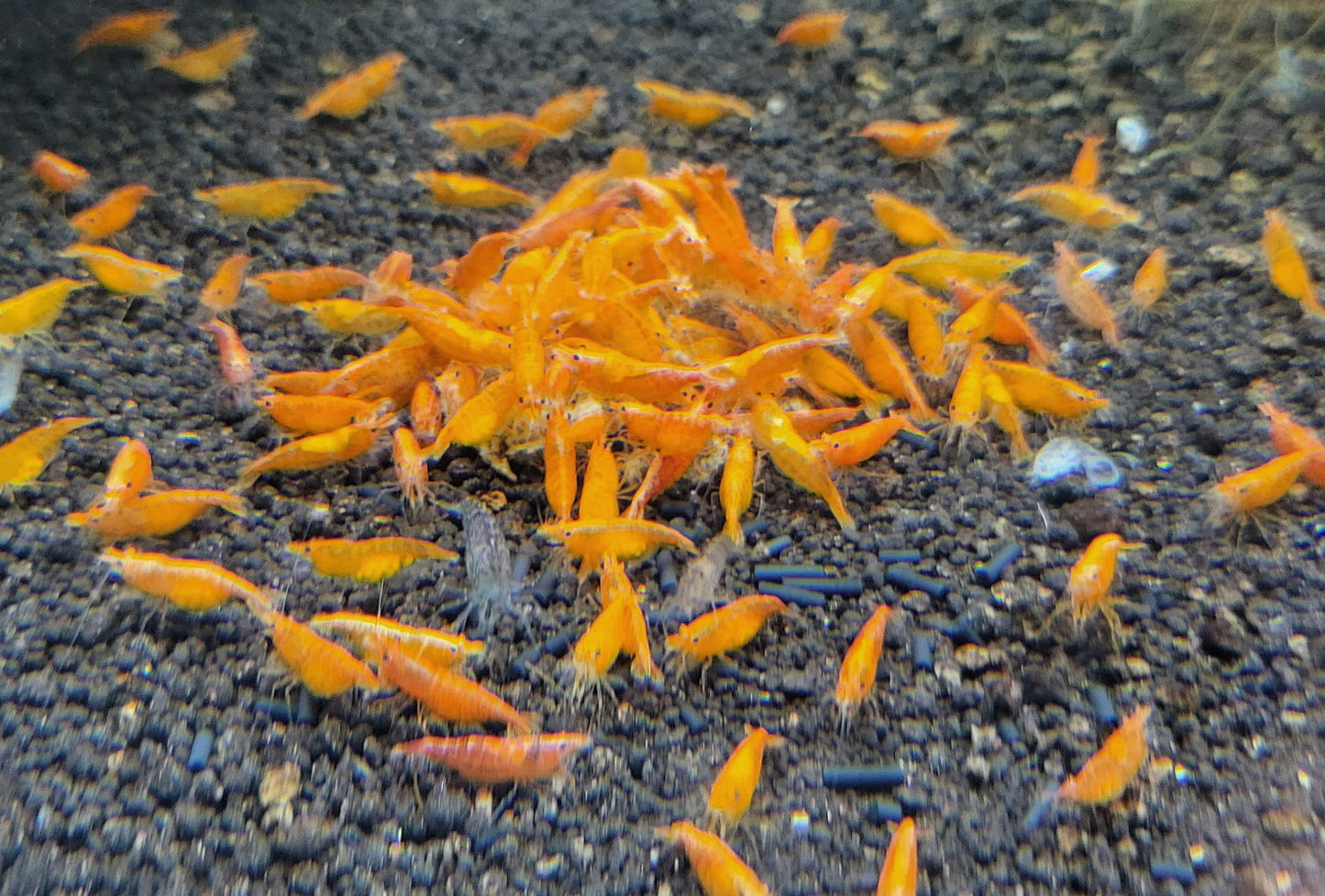 Orange Shrimp