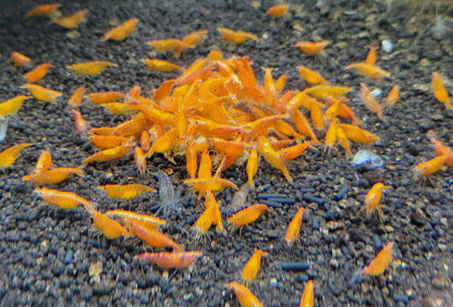 Orange Shrimp