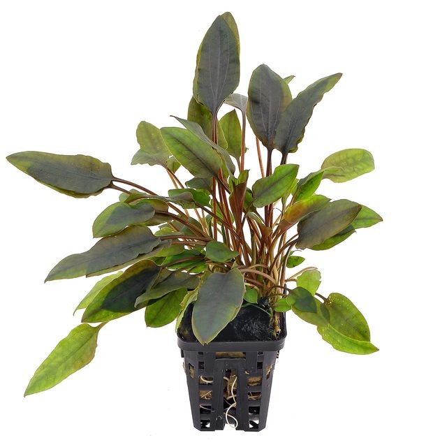 Cryptocoryne lutea AQUADIP