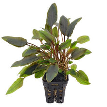 Cryptocoryne lutea AQUADIP