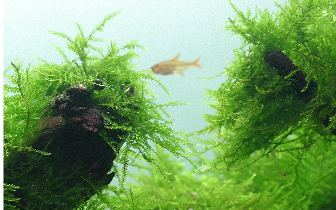 Java Moss Portion in 80cc Cup AQUADIP