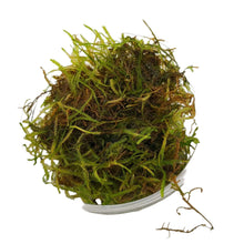 Java Moss Portion in 80cc Cup AQUADIP