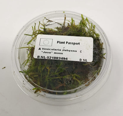 Java Moss Portion in 80cc Cup AQUADIP