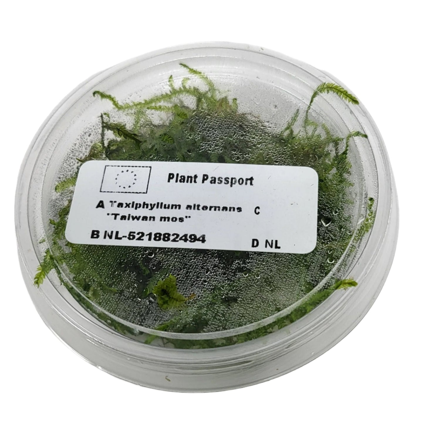 Taiwan Moss in 80cc Cup AQUADIP