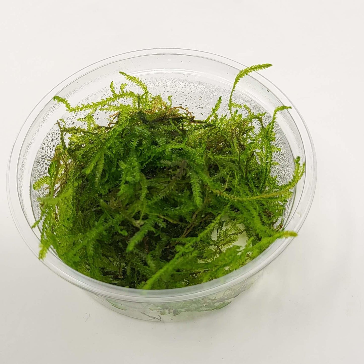 Taiwan Moss in 80cc Cup AQUADIP