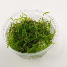 Taiwan Moss in 80cc Cup AQUADIP