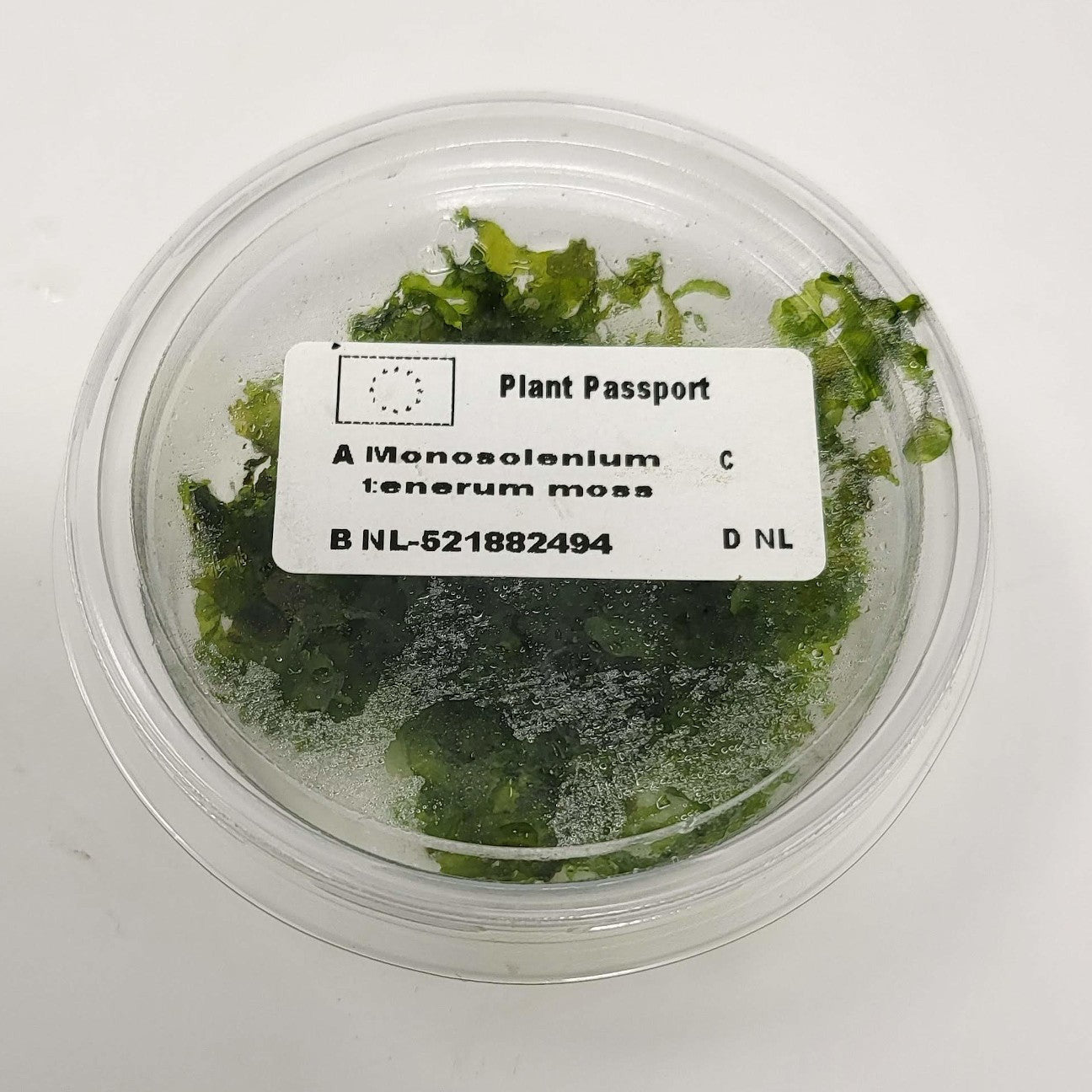 Pelia Moss Monosolenium in 80cc Cup AQUADIP