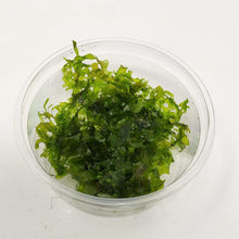 Pelia Moss Monosolenium in 80cc Cup AQUADIP