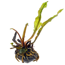 Aponogeton boivinianus BULB AQUADIP