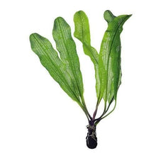Aponogeton henkelianus BULB AQUADIP