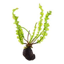 Aponogeton longiplumulosis BULB AQUADIP