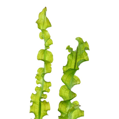 Aponogeton longiplumulosis BULB AQUADIP