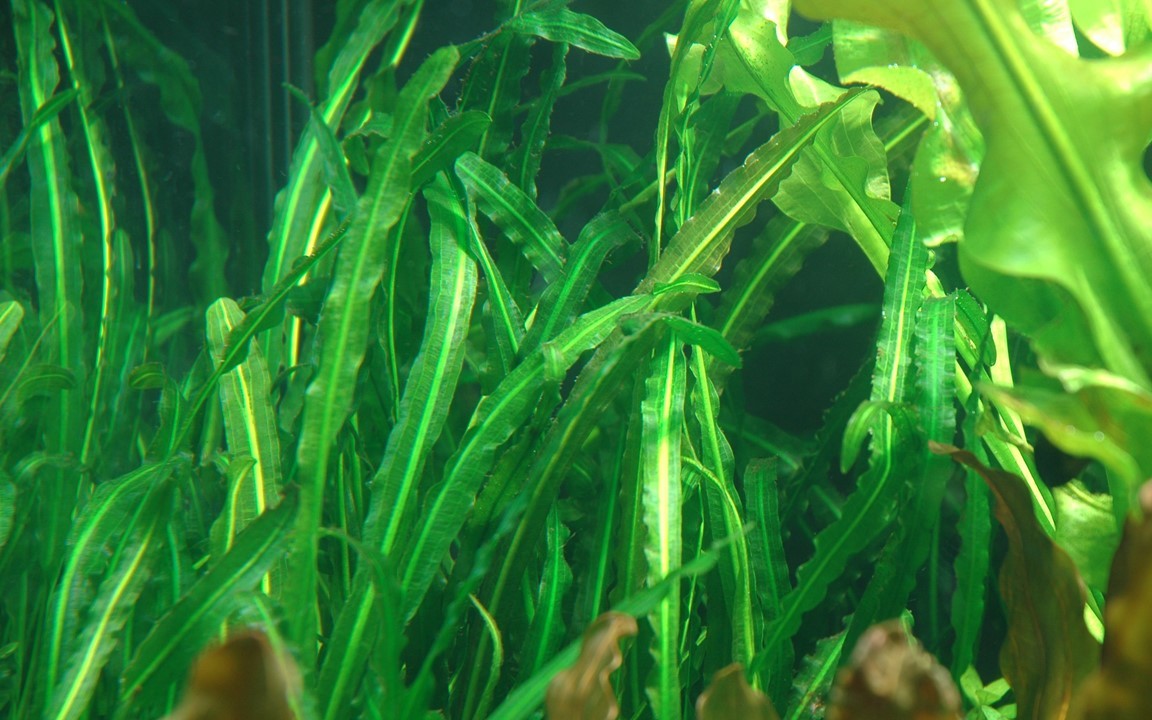 Aponogeton longiplumulosis BULB AQUADIP
